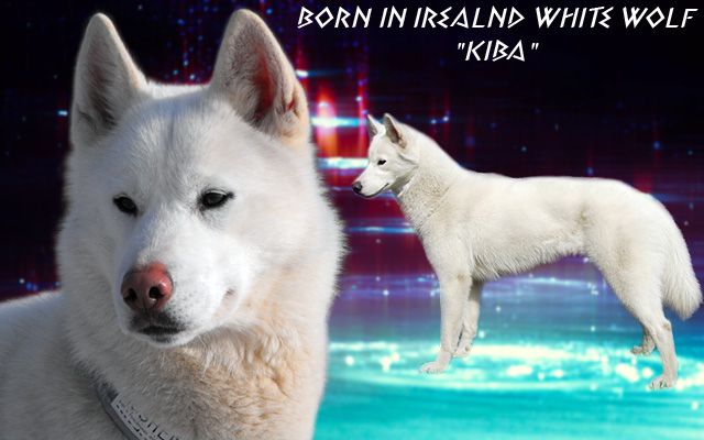 Born in Irealnd White Wolf 